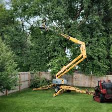 Leaf Removal in Brackettville, TX