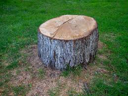 Best Tree Cabling and Bracing  in Brackettville, TX