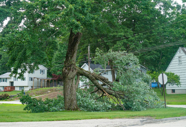 Trusted Brackettville, TX Tree Services Experts
