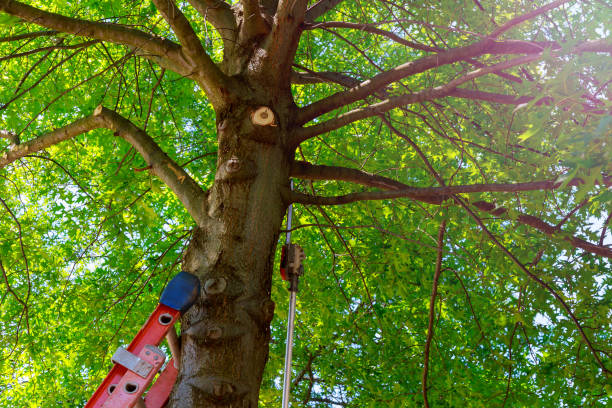 Best Tree Maintenance Programs  in Brackettville, TX